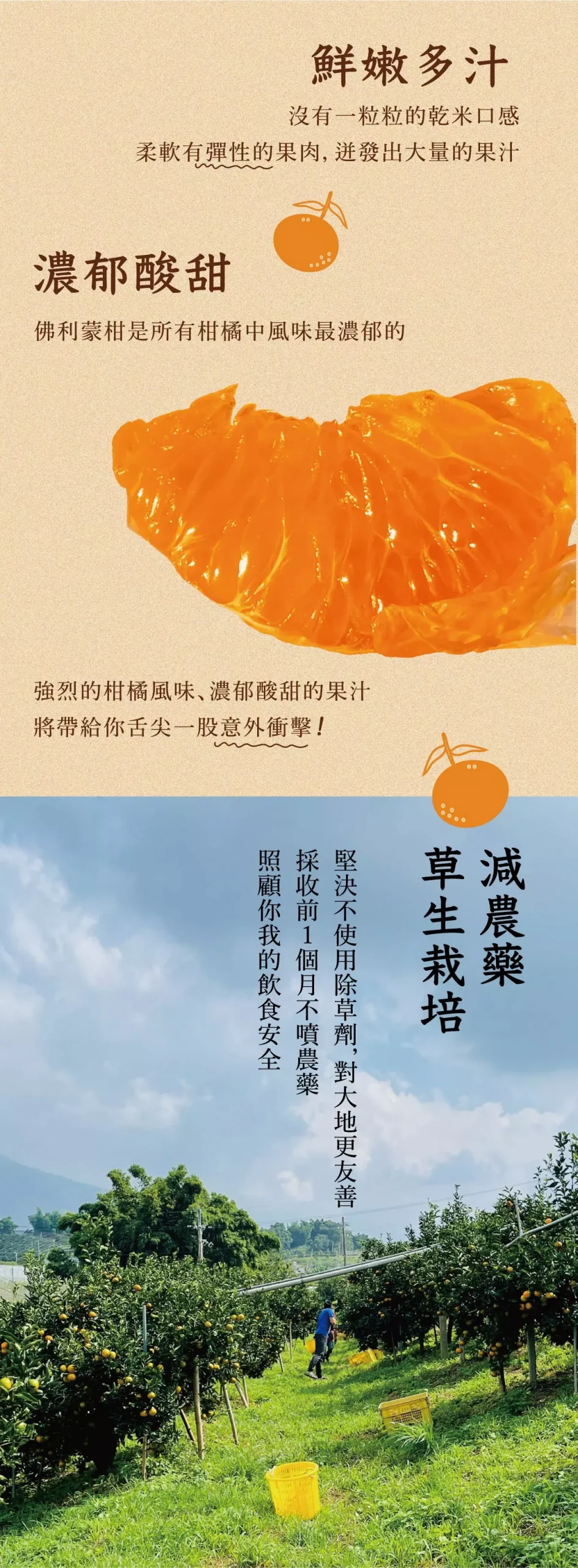 佛利檬柑圖5-02
