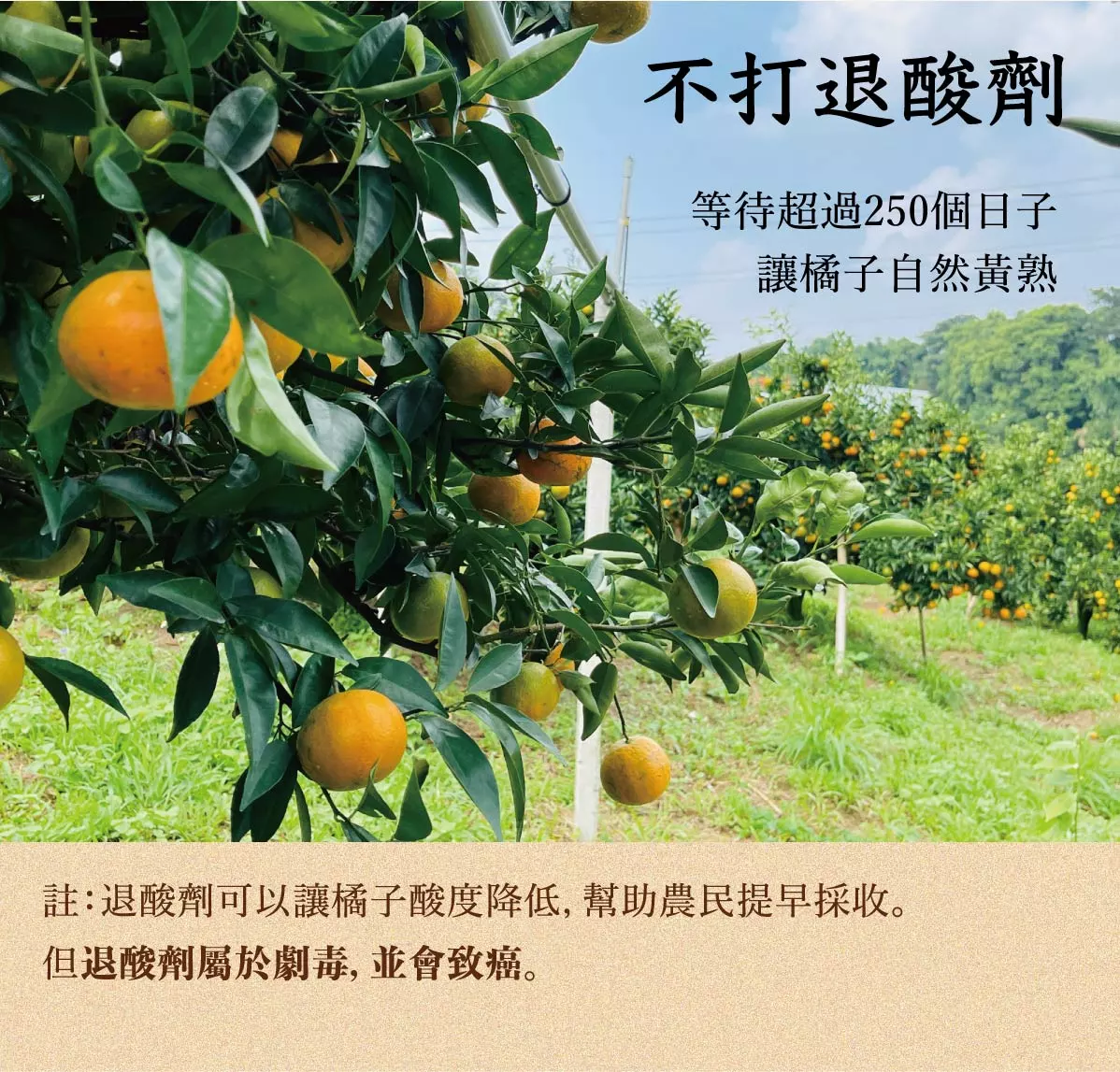 佛利檬柑圖6-02