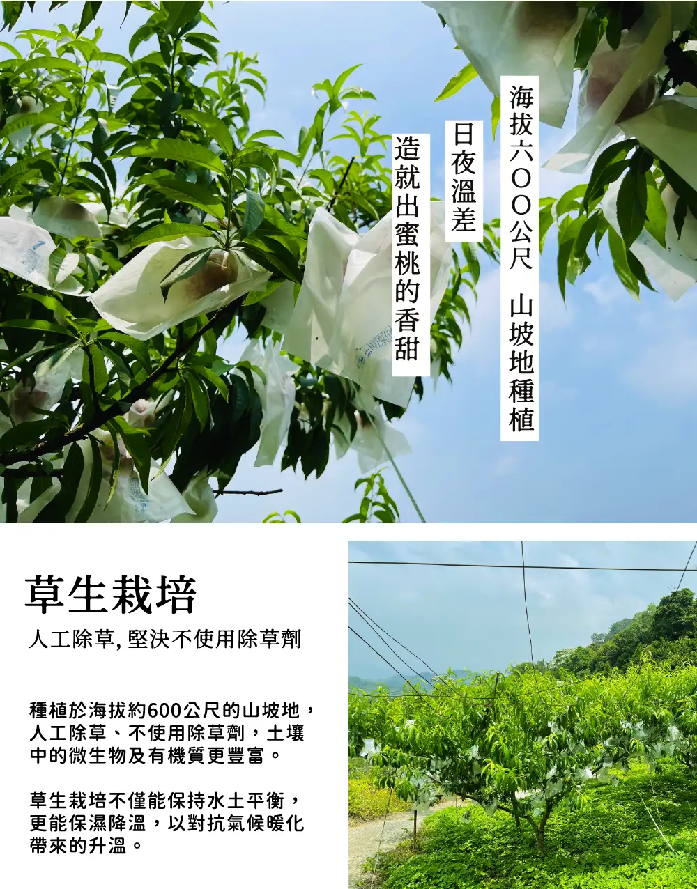 平地桃詳情頁終版-08